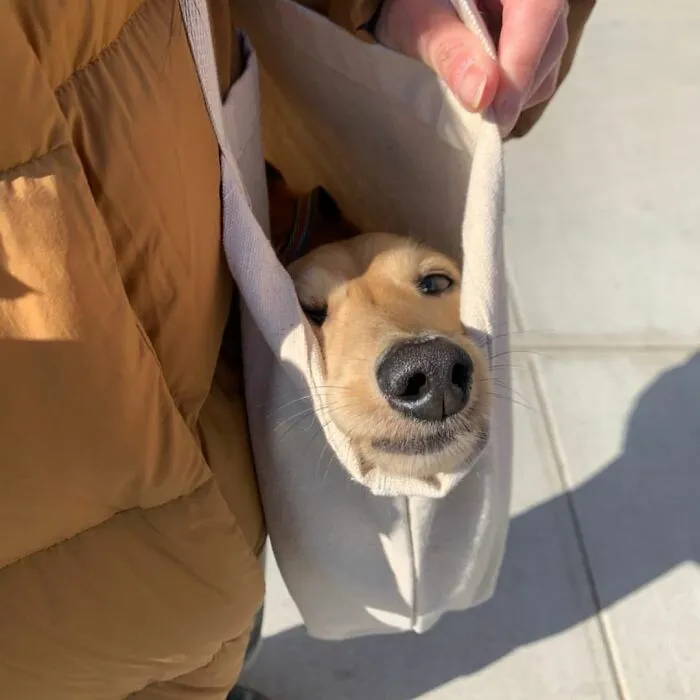 41 Personas que llevan a sus perros en bolsas, y es adorable