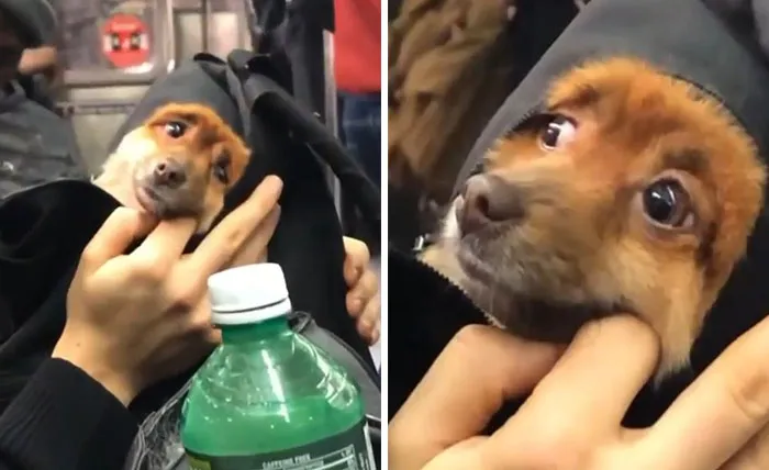 41 Times Folks Were Caught Carrying Dogs In Bags And It’s Adorable