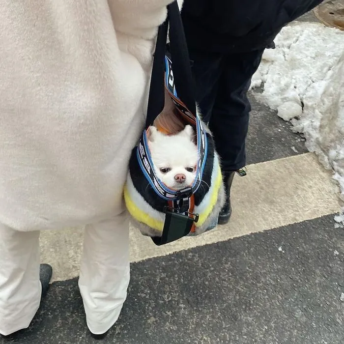 41 Times Folks Were Caught Carrying Dogs In Bags And It’s Adorable