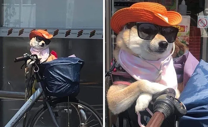 41 Personas que llevan a sus perros en bolsas, y es adorable