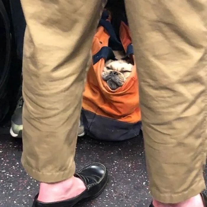 41 Times Folks Were Caught Carrying Dogs In Bags And It’s Adorable