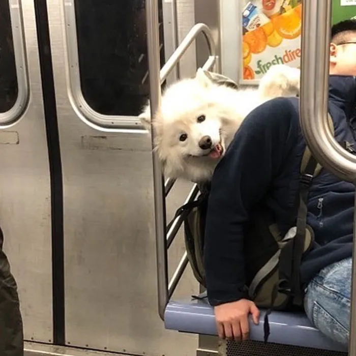 41 Personas que llevan a sus perros en bolsas, y es adorable