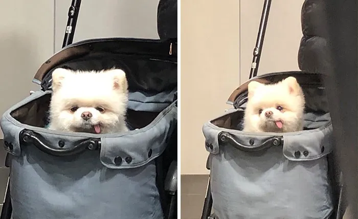 41 Personas que llevan a sus perros en bolsas, y es adorable