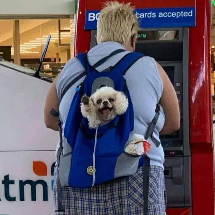 41 Personas que llevan a sus perros en bolsas, y es adorable