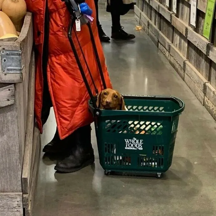 41 Times Folks Were Caught Carrying Dogs In Bags And It’s Adorable