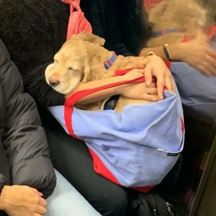 41 Personas que llevan a sus perros en bolsas, y es adorable