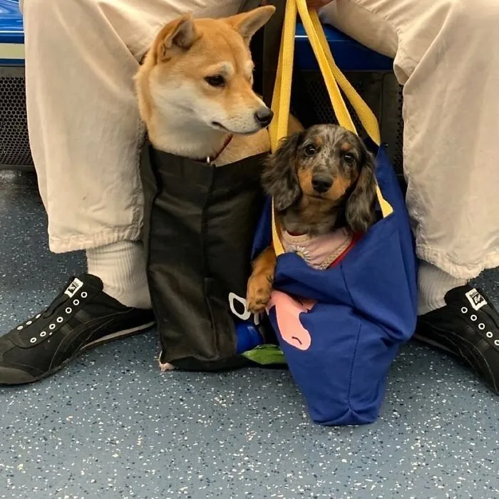41 Personas que llevan a sus perros en bolsas, y es adorable