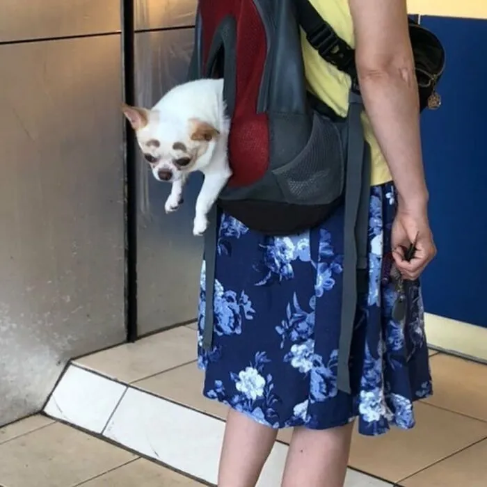 41 Times Folks Were Caught Carrying Dogs In Bags And It’s Adorable