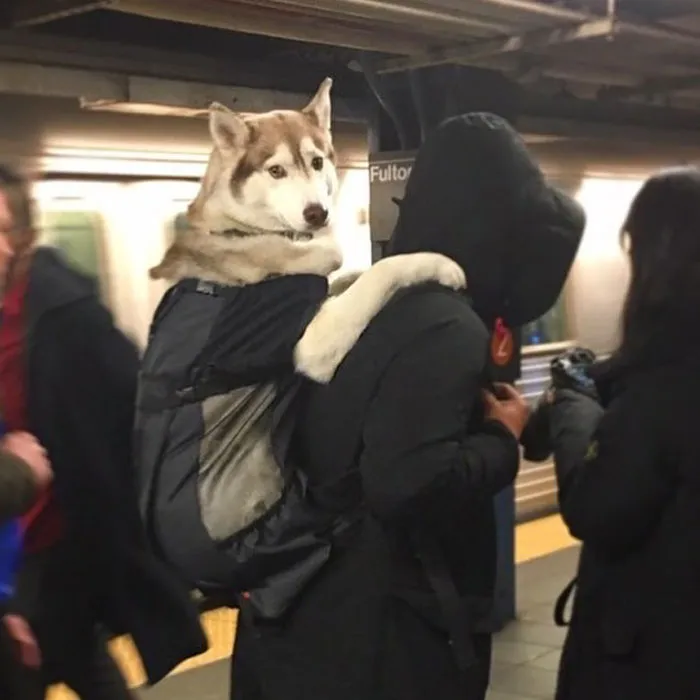 41 Personas que llevan a sus perros en bolsas, y es adorable