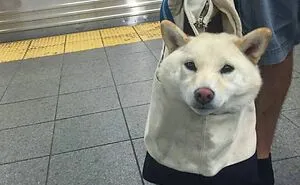 41 Times Folks Were Caught Carrying Dogs In Bags And It’s Adorable