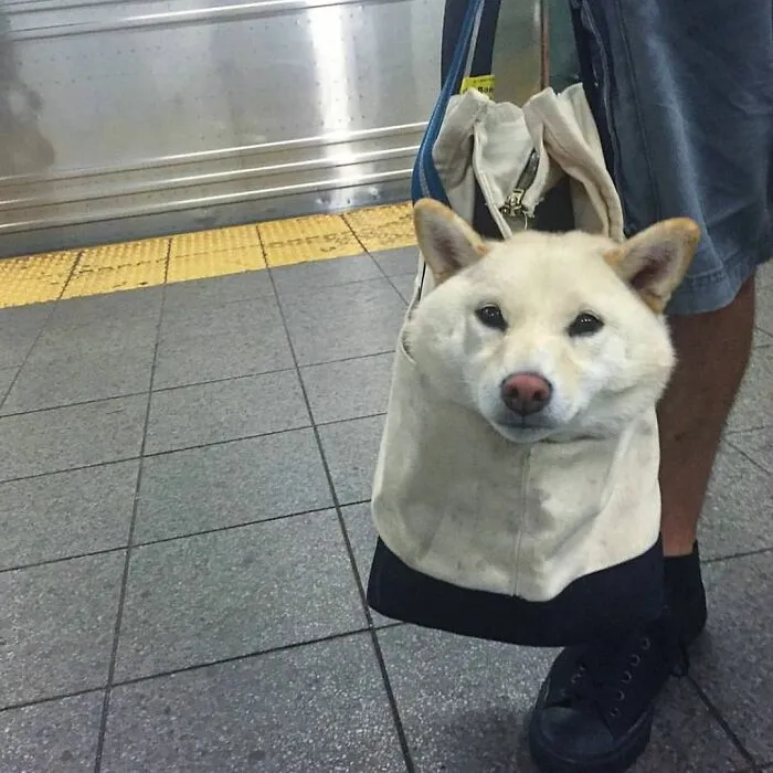 Dogs-In-Bags-Instagram