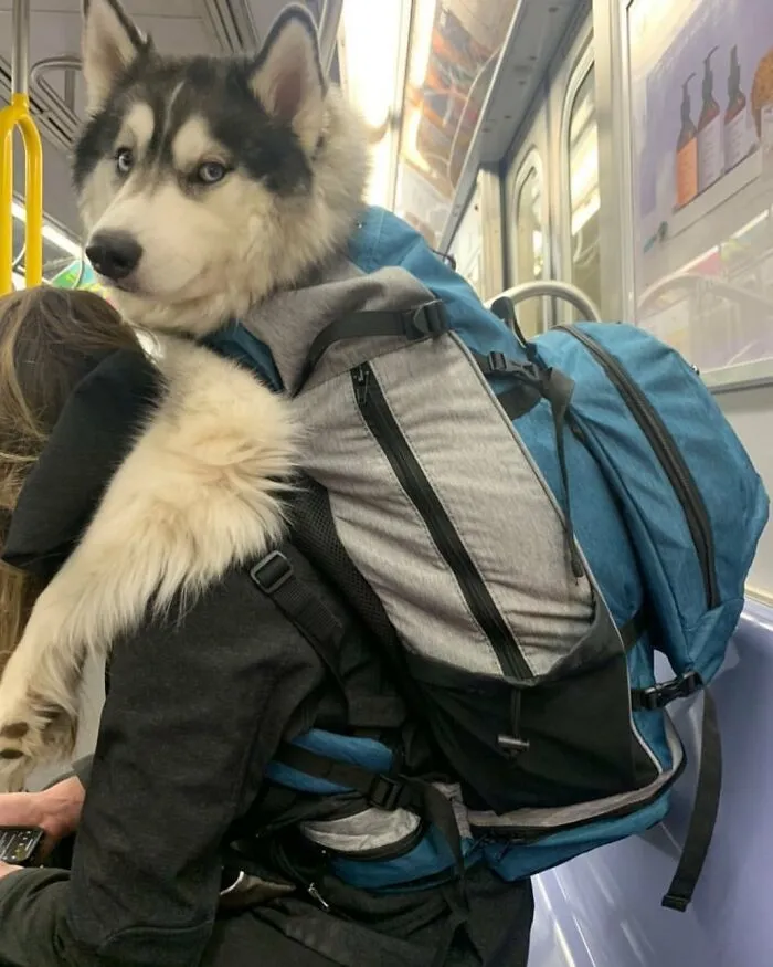 41 Personas que llevan a sus perros en bolsas, y es adorable