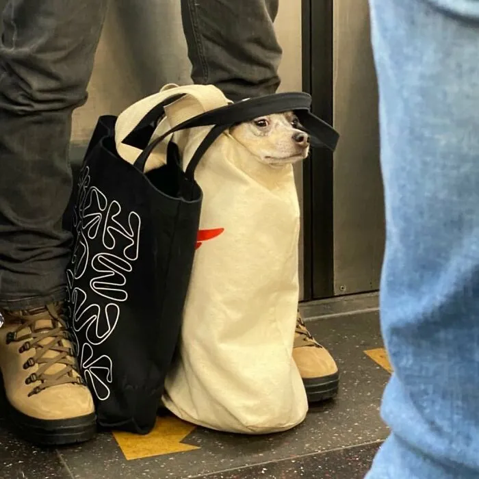 41 Times Folks Were Caught Carrying Dogs In Bags And It’s Adorable