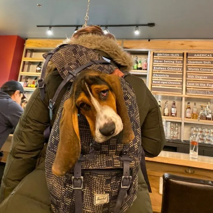 41 Personas que llevan a sus perros en bolsas, y es adorable