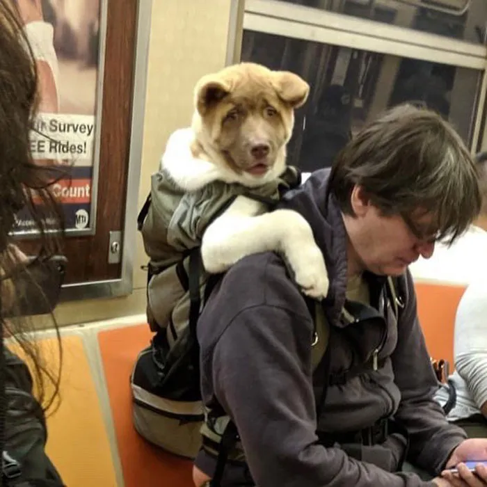 41 Personas que llevan a sus perros en bolsas, y es adorable