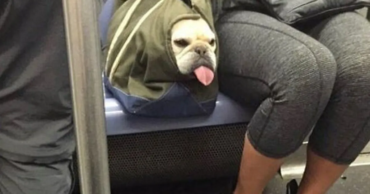 41 Personas que llevan a sus perros en bolsas, y es adorable