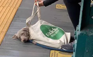41 Times Folks Were Caught Carrying Dogs In Bags And It’s Adorable