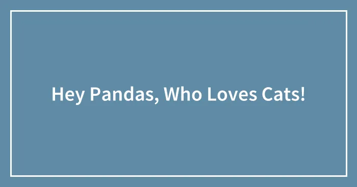 Hey Pandas, Who Loves Cats!