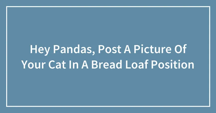 Hey Pandas, Post A Picture Of Your Cat In A Bread Loaf Position (Closed)