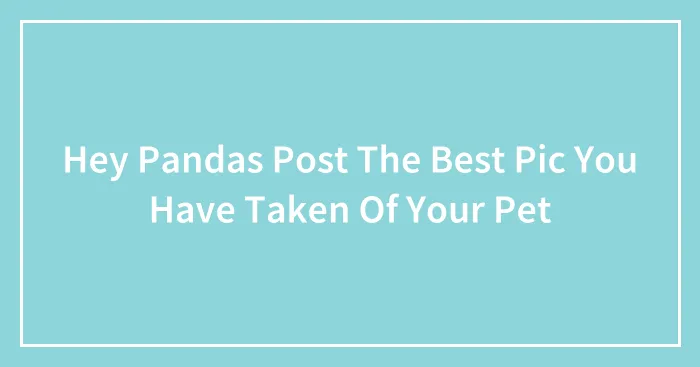 Hey Pandas Post The Best Pic You Have Taken Of Your Pet