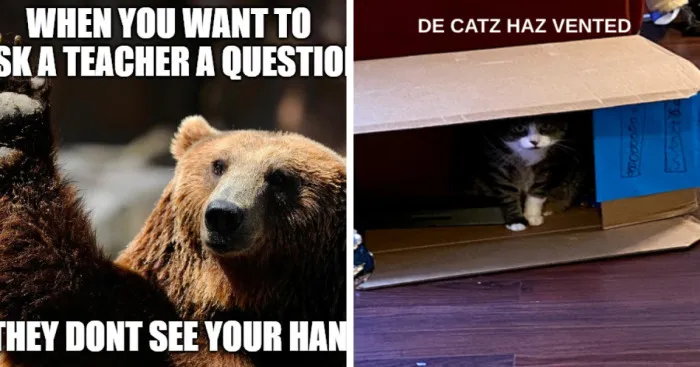 Hey Pandas, Make A Funny Meme (Closed)