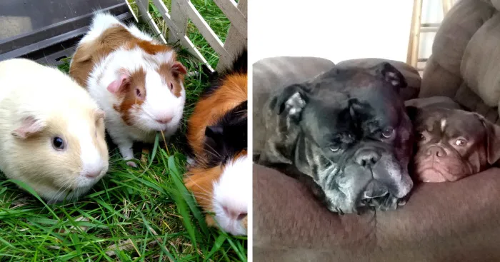 Hey Pandas, Post A Picture Of All Your Pets (Closed)