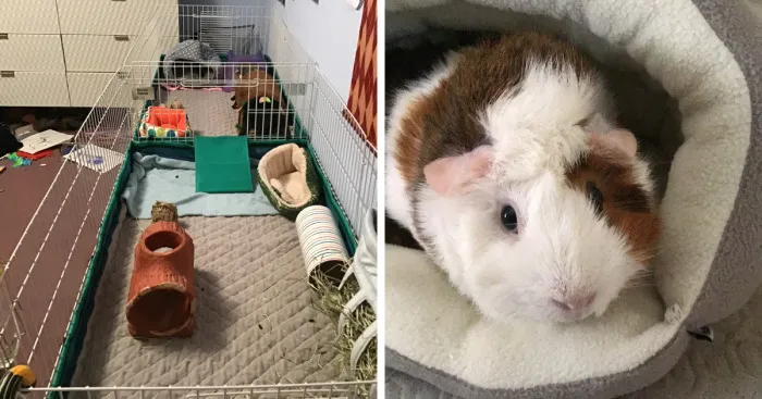 Hey Pandas, Share Your Pet's Enclosure (Closed)