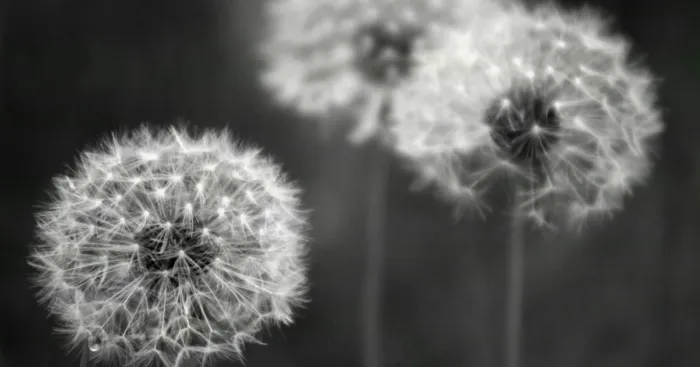 Hey Pandas, Post Your Favorite Black And White Pics (Closed)