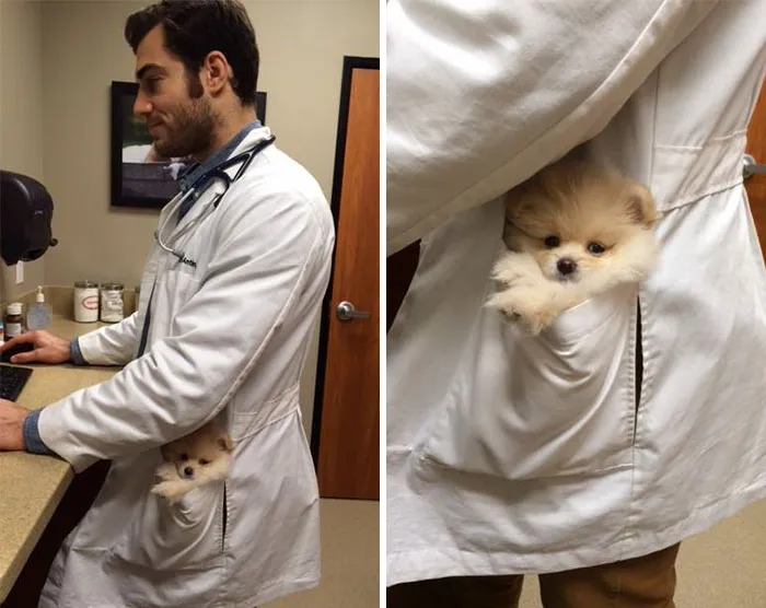 Este veterinario