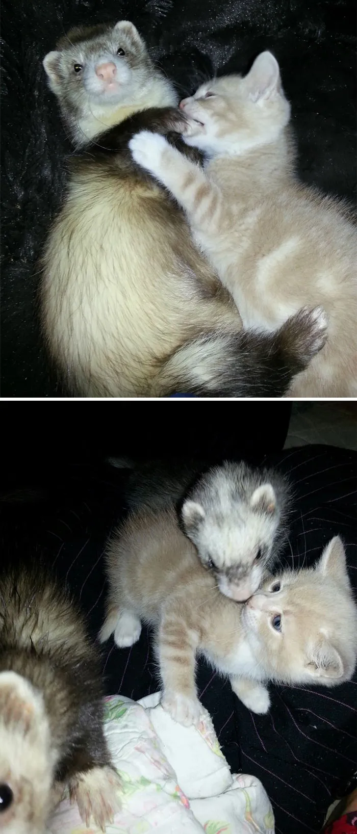 A principios de junio, me llevé a casa a un gatito y me preocupaba presentárselo a mis hurones. Mírenlo crecer con ellos