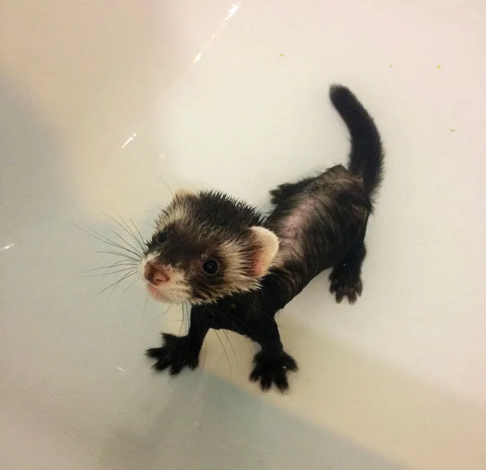 One Wet Ferret Boy