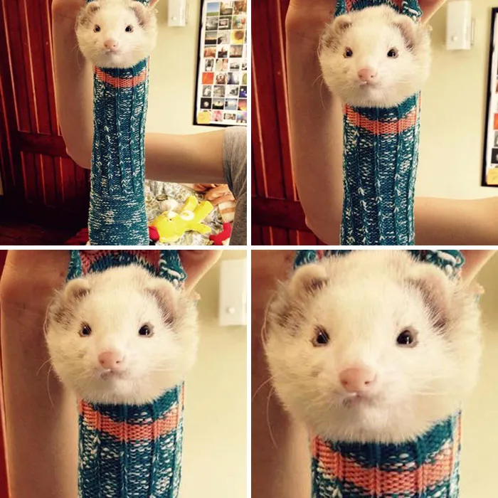 El hurón de mi amiga se metió en uno de sus calcetines
