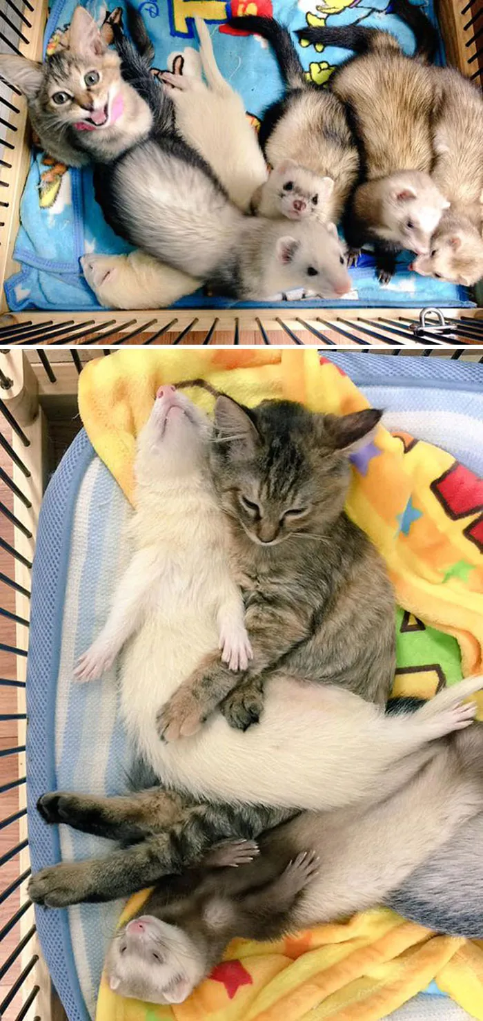 Rescue Kitten Adopted By 5 Ferrets Thinks It’s A Ferret Too