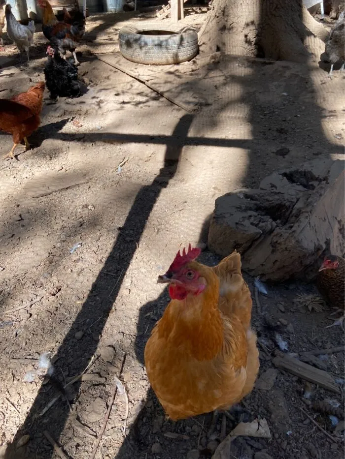 Miss Nosy Chicken