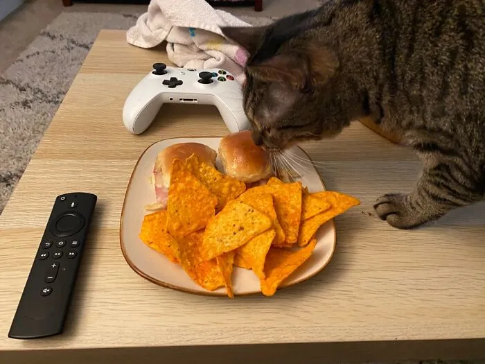 Maple The Chip Licker