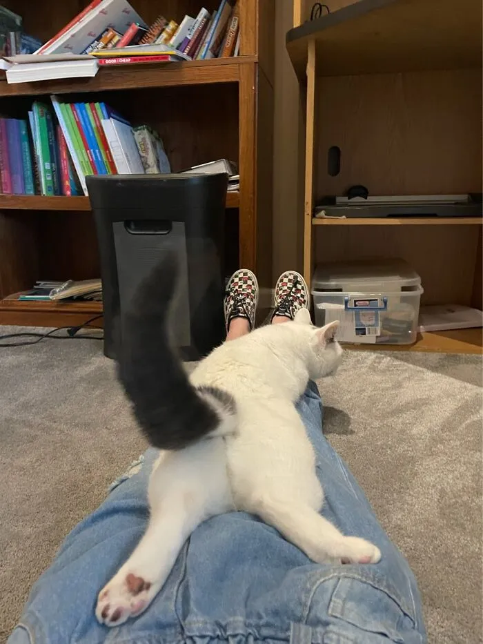 We Like To Cuddle While I’m Waiting For My School Papers To Print And He Decided To Do A Plop