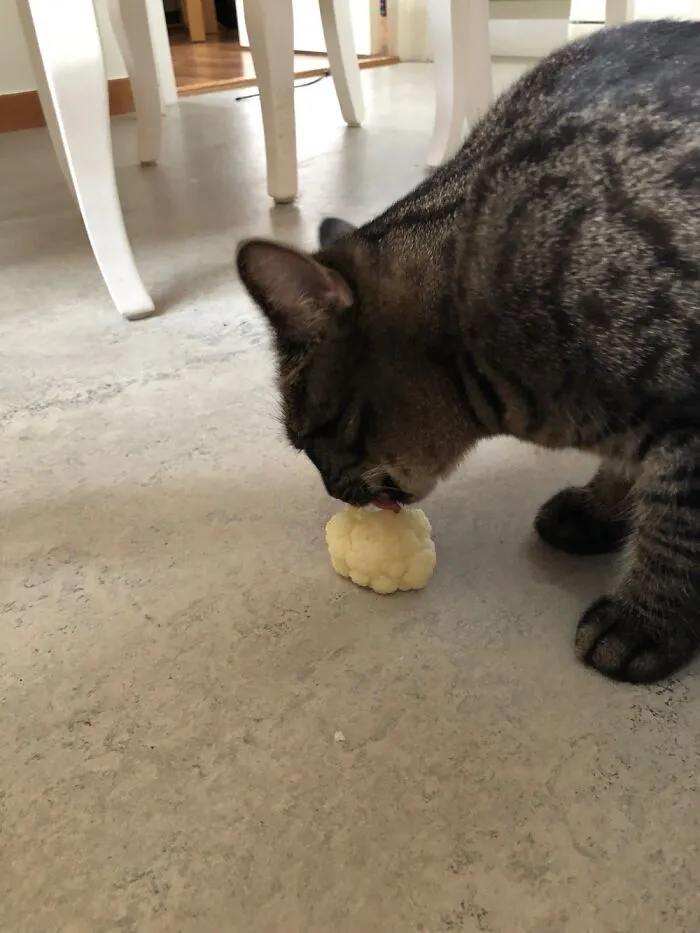 Yes, Dexter Ate It All
