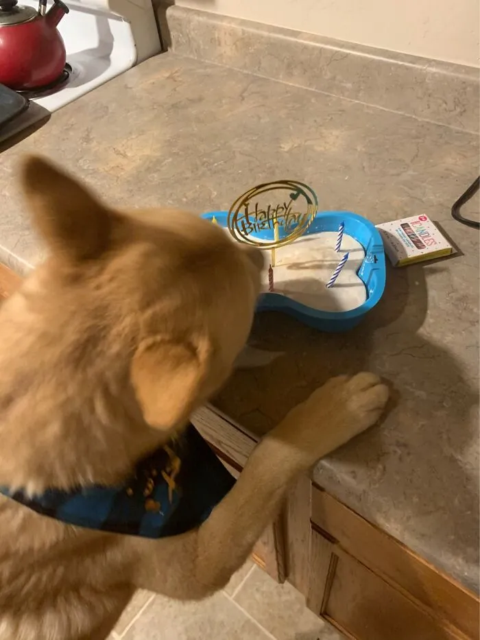 Someone Couldn’t Wait For His Birthday Cake