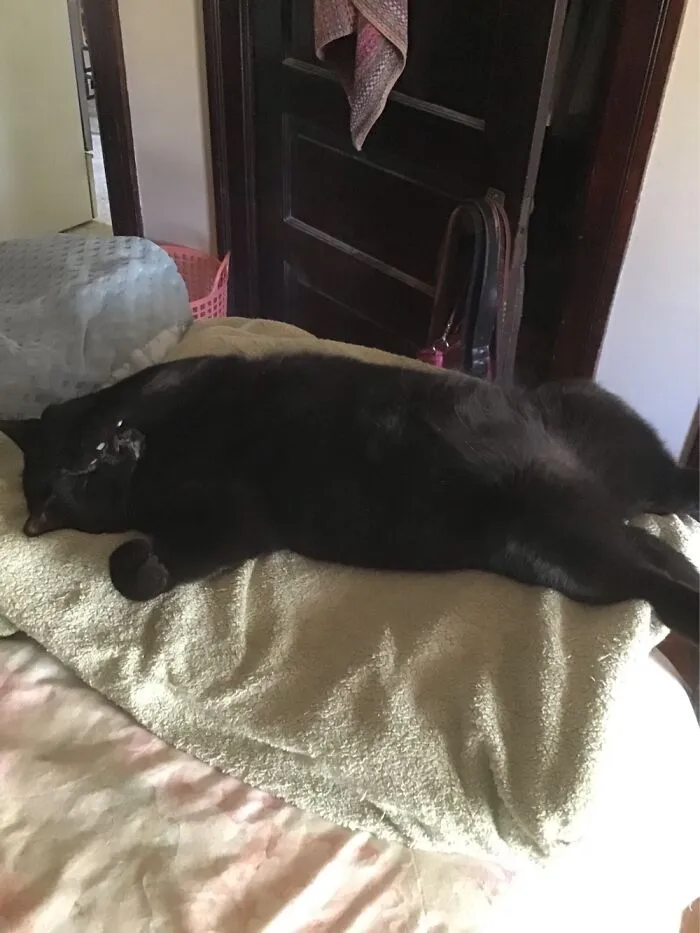 Dannybear Napping