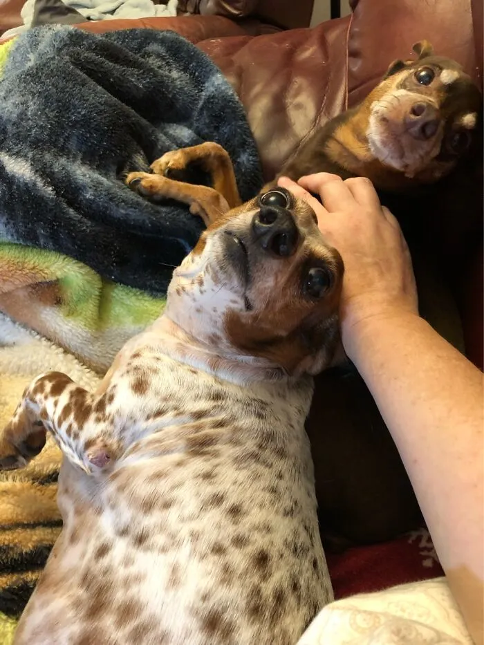 Polly And Skippy.  They Love Blankets
