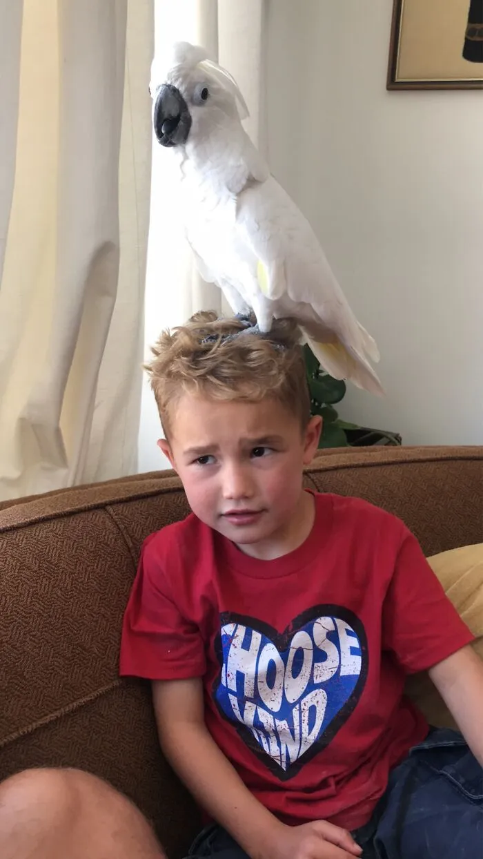 Mary Bird Perched On His Head And He Was Concerned.