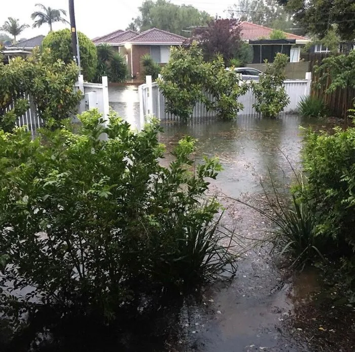 This Happened Exactly A Year Ago, The Flood Carried Seeds From Our Garden Bed Onto Our Lawn