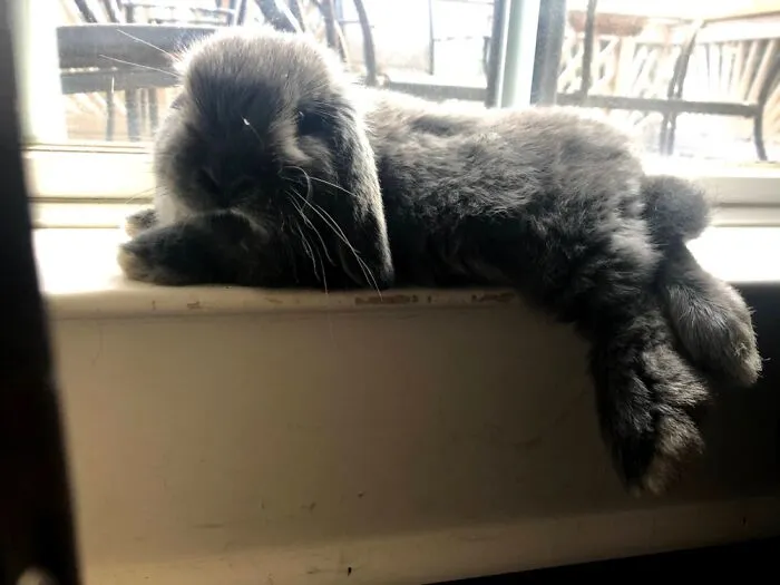 Not A Cat? Does It Count?