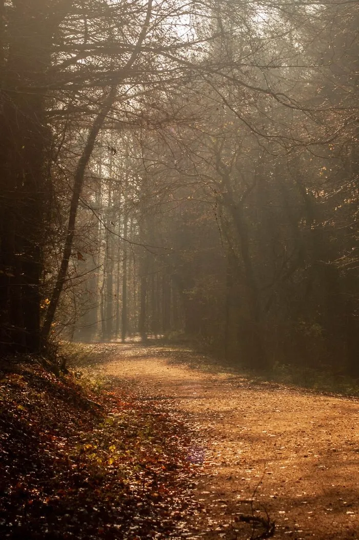 A Lovely Fall Walk