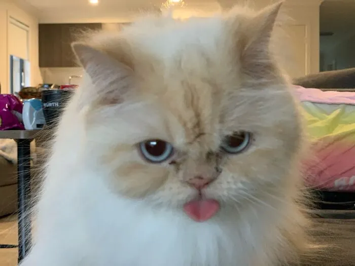 My Cheeky Marty