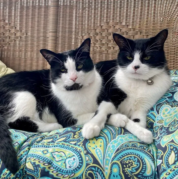 The Constant Look Of Disapproval