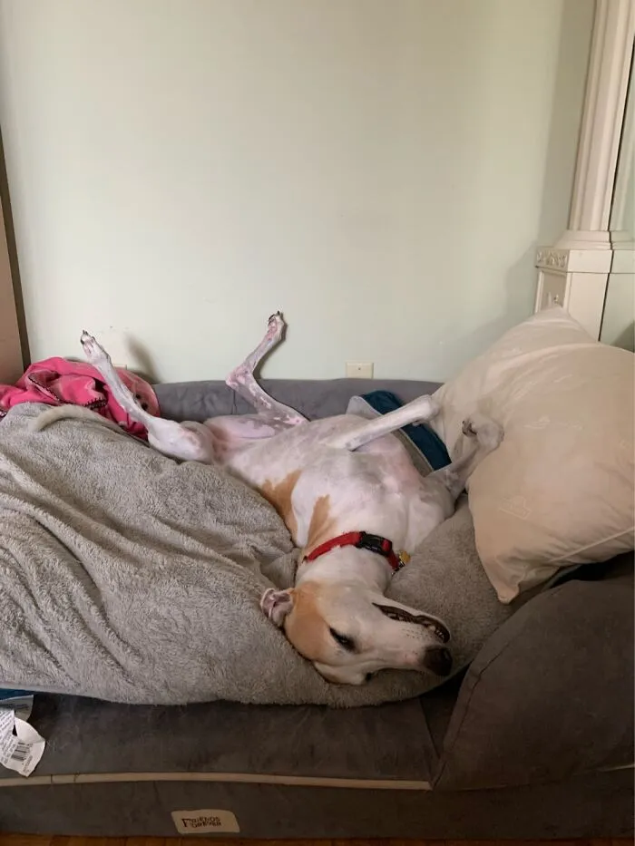 Elegant Greyhound
