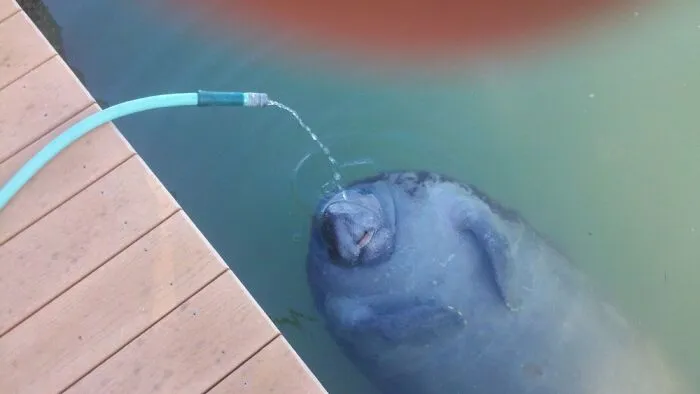 Washing Off The Kayak, And This Little Guy Stopped By For A Drink.
