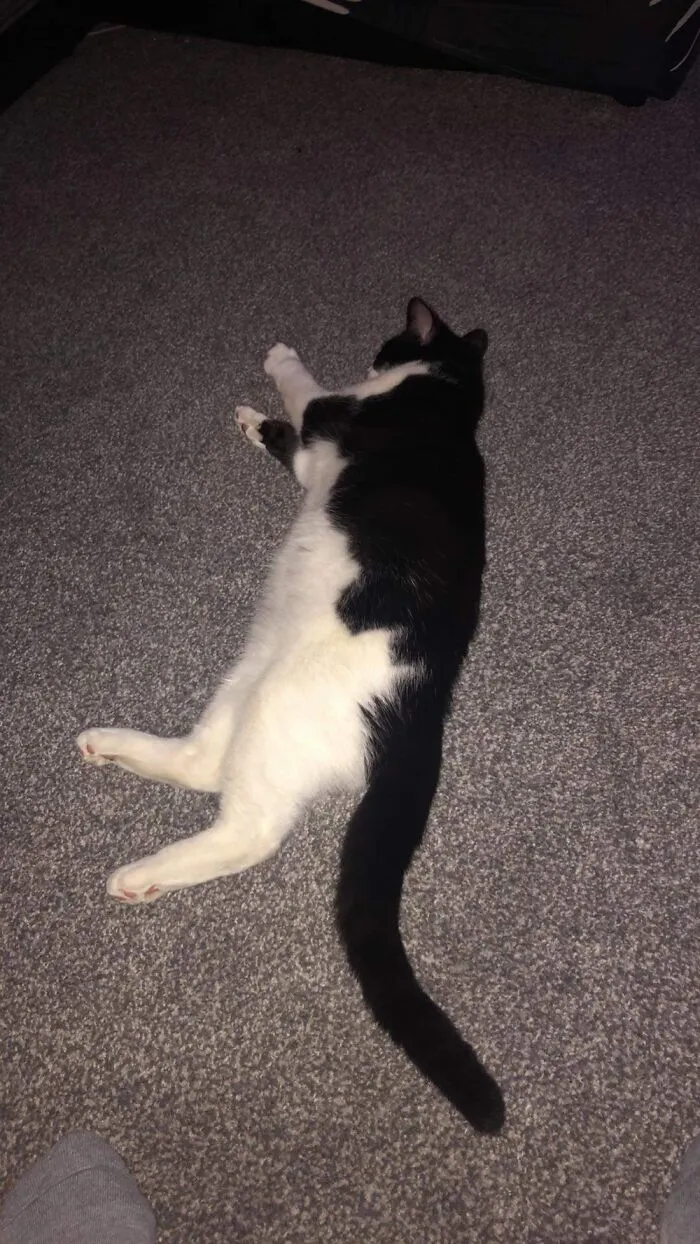 Barney. Favourite Place To Sleep... Middle Of The Living Room Floor.