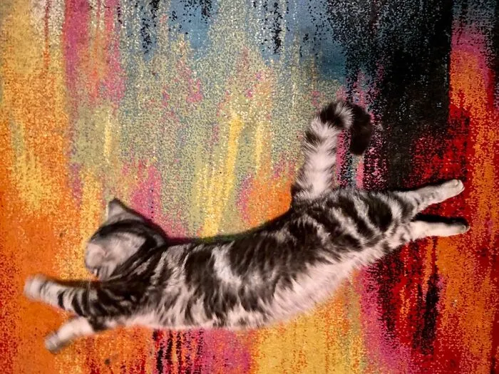 Flying Through His Dreams
